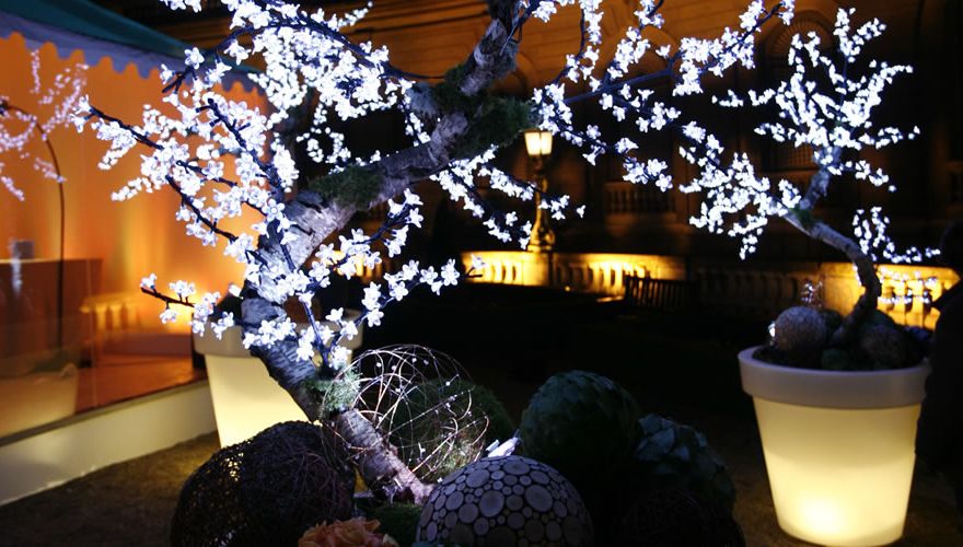 bonsai-led-lumineux-location-880x500 (1)