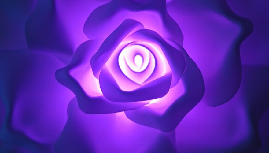 rose-geante-violet